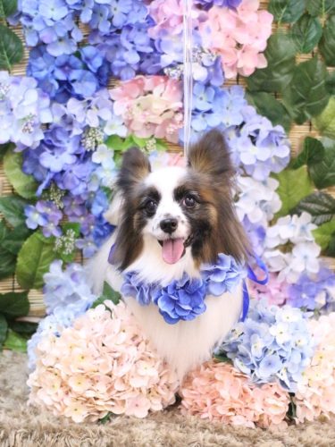 20250622マリーちゃん